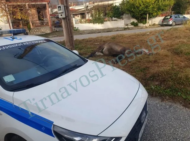 άλογο Τύρναβος Πάρκο