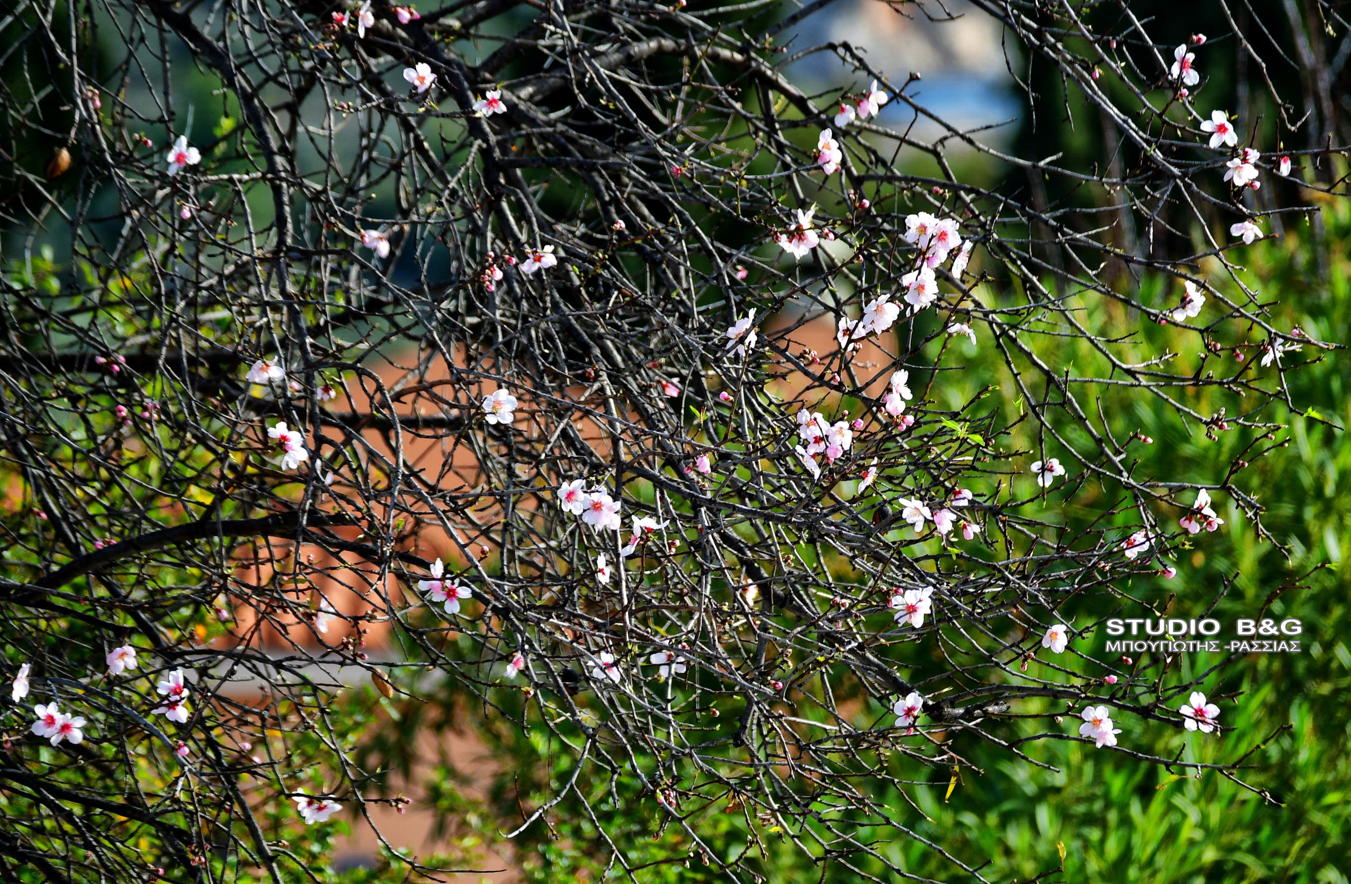 Αμυγδαλιές Ναύπλιο
