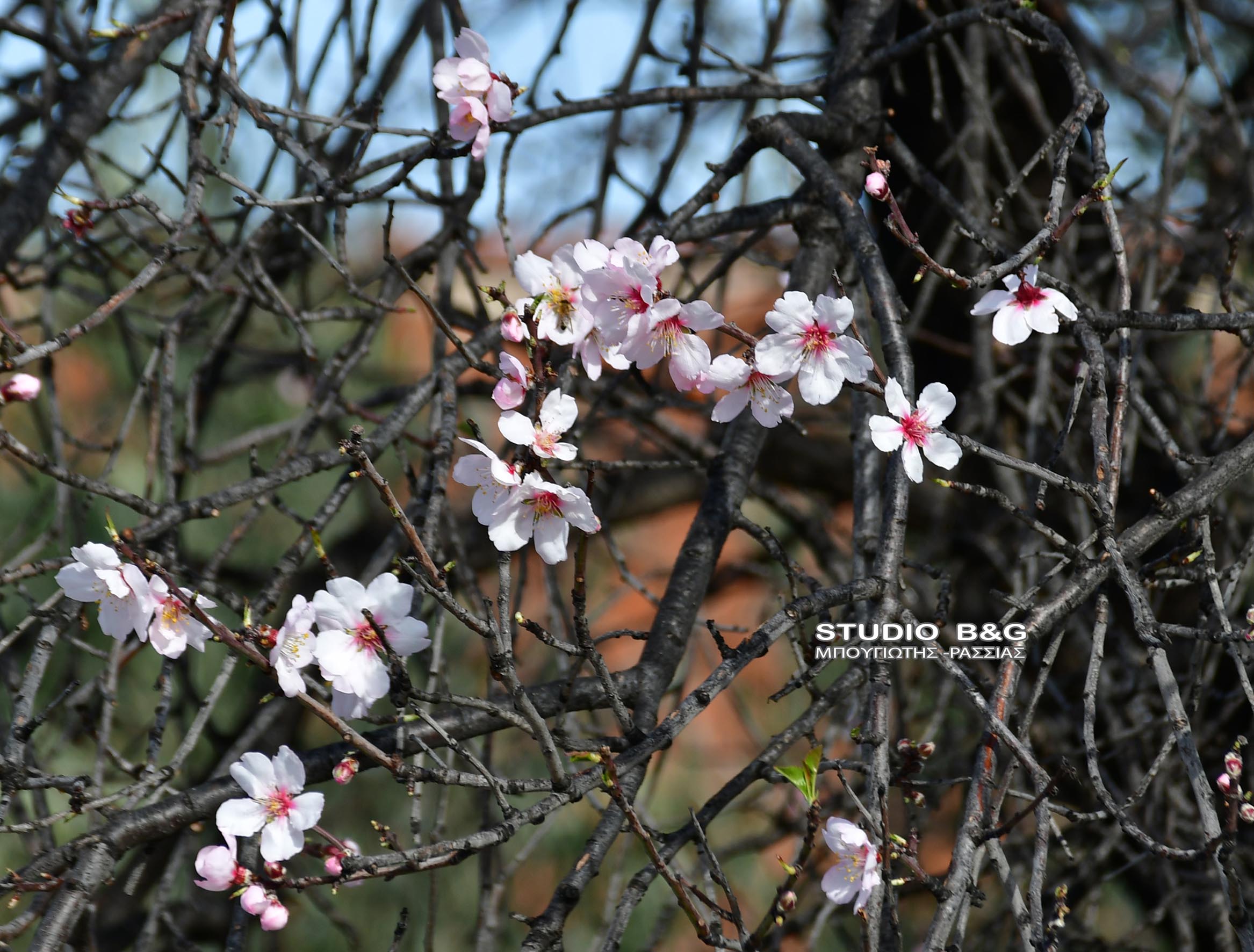 Αμυγδαλιές Ναύπλιο