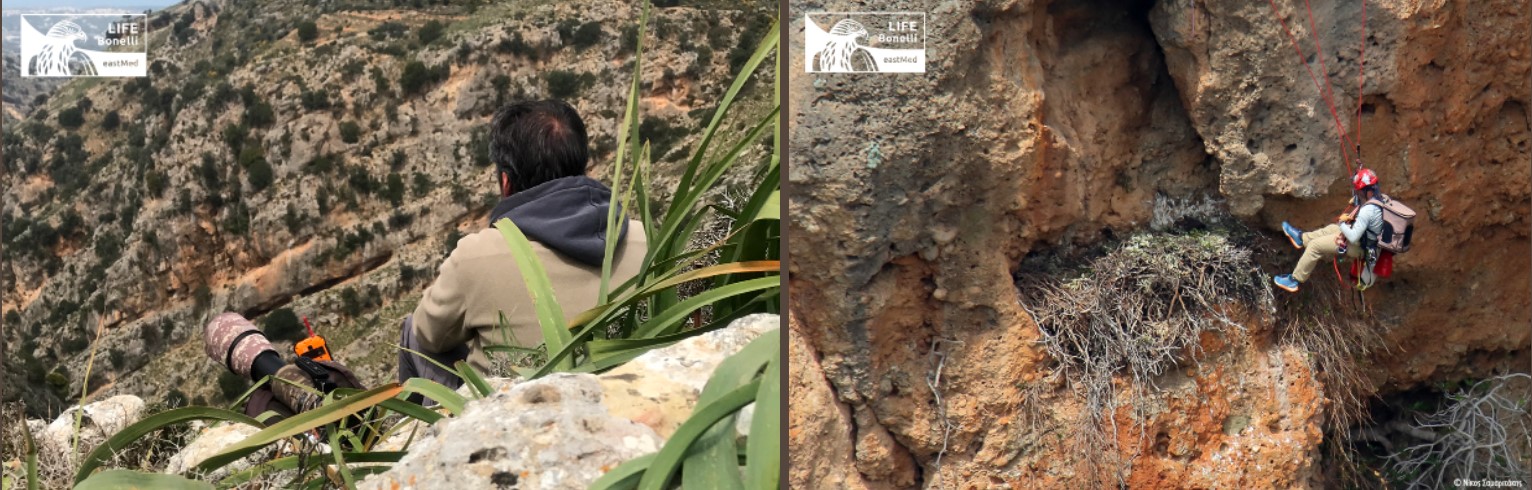 σπιτζαετός