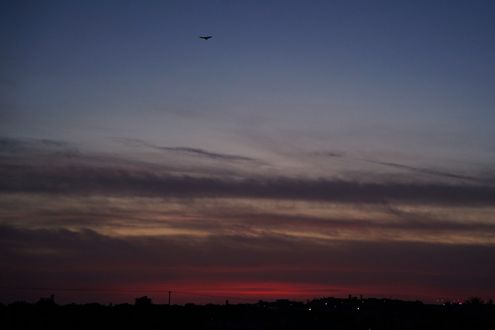 Ανατολή Τζιγκουνάκης