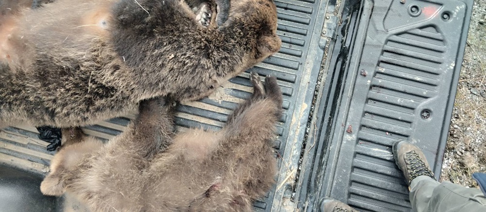 Καστοριά νεκρή αρκούδα αρκουδάκια