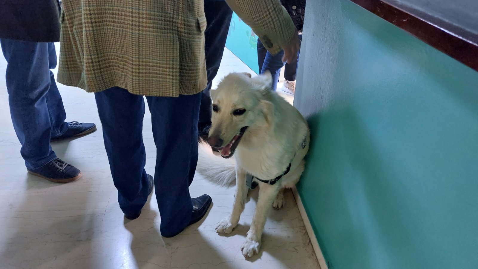 Σκύλος Αρχάνες