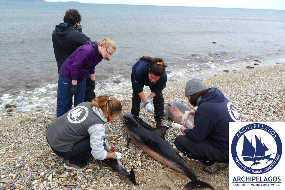 Νεκρές χελώνες αρχιπέλαγος
