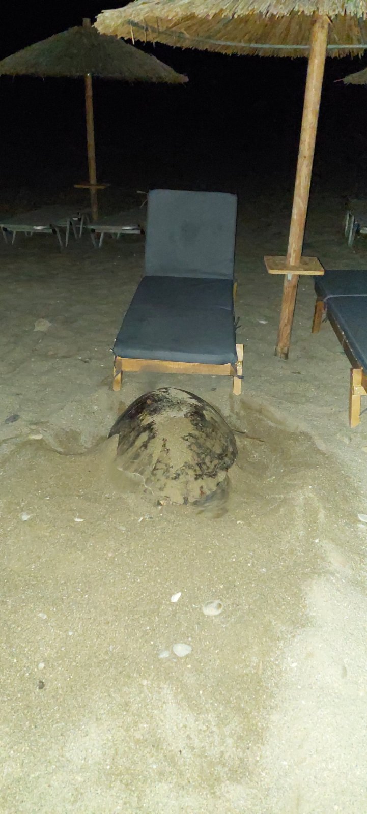 Δανόνι Θαλάσσια Χελώνα Φύση Αυγά Παραλία Ρέθυμνο