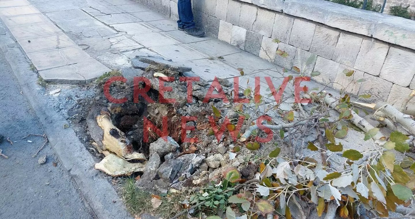 Ικάρου Δέντρο