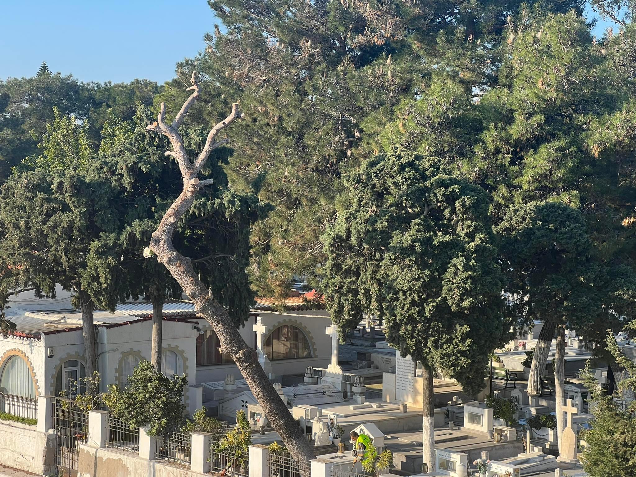 δέντρα κοιμητήριο νεκροταφείο άγιος κωνσταντίνος ηράκλειο