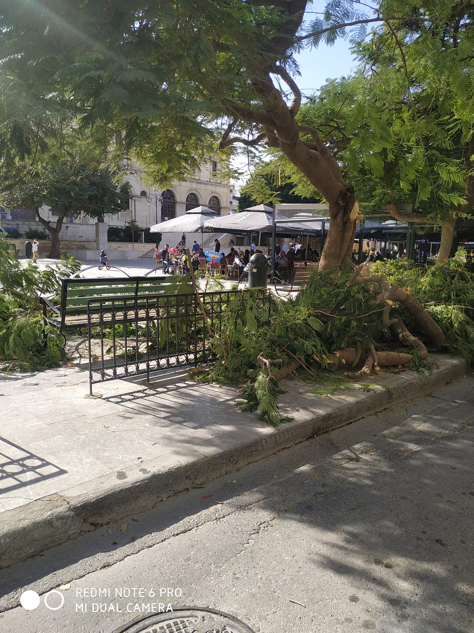 δεντρα ηρακλειο