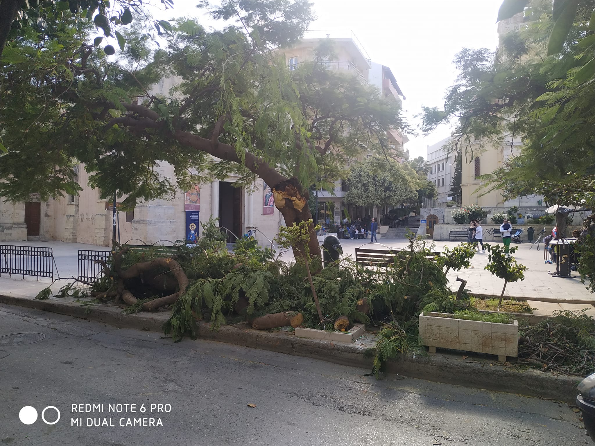 δεντρα ηρακλειο