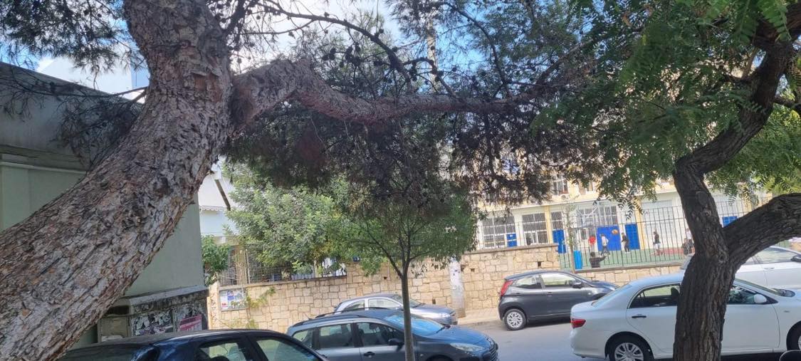 δέντρο, εργατικο κεντρο, ηράκλειο