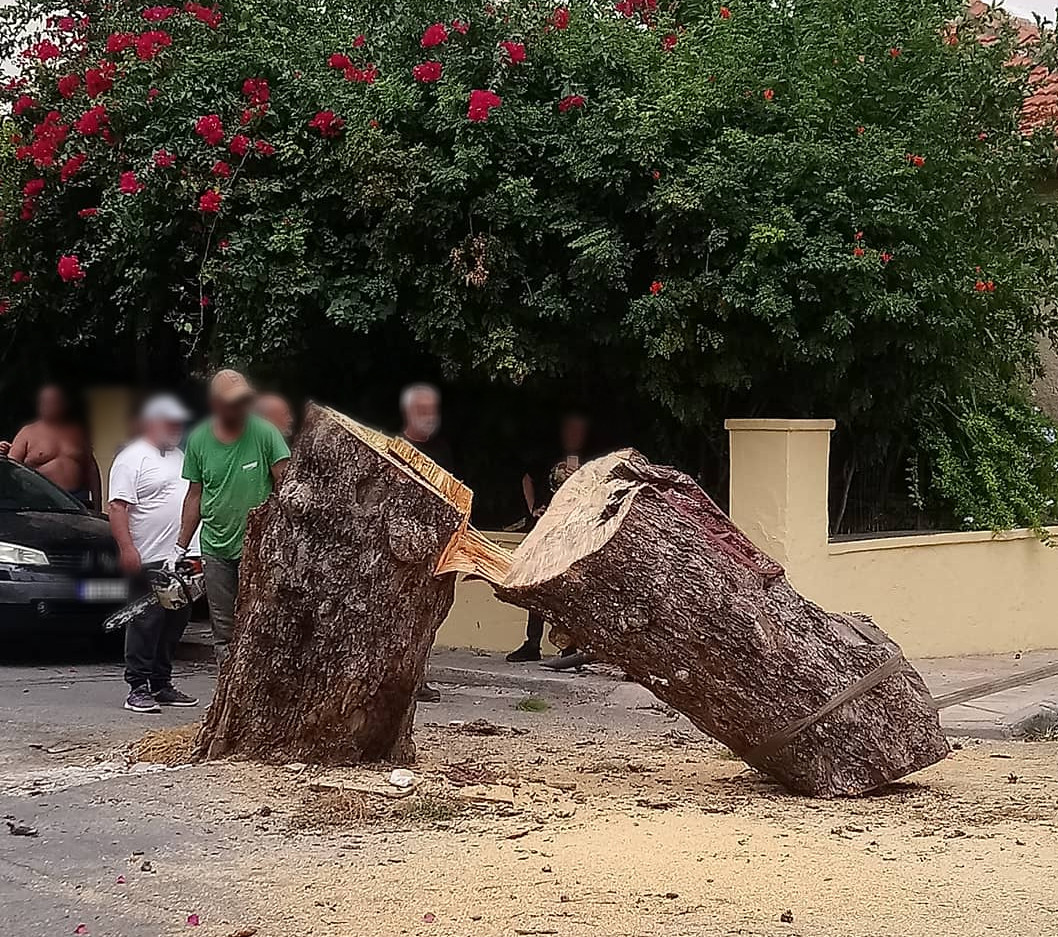 Δέντρο, Τρία Πεύκα-Απομάκρυνση