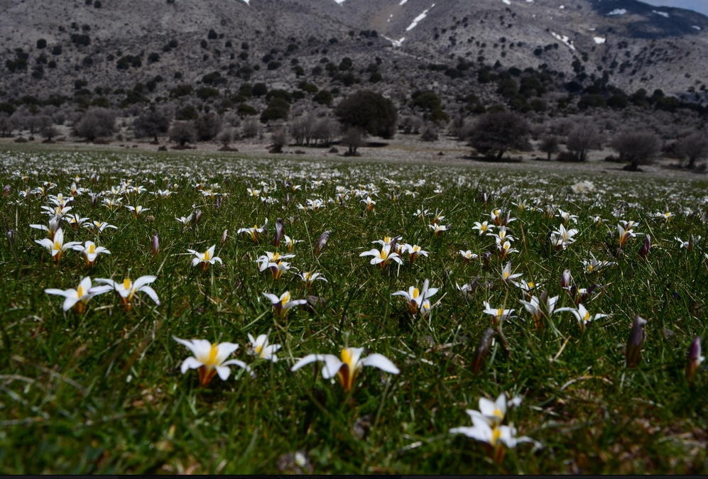 Από το οροπέδιο του Μικρού Ομαλού της Βιάννου