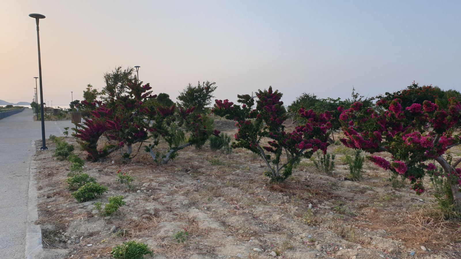 enetika teixi...........