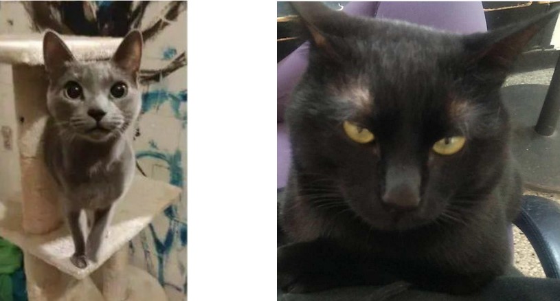 Ευαγγελισμός γάτες