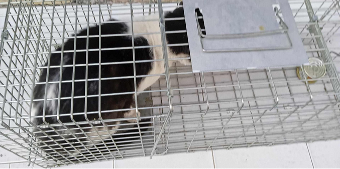 Γάτα Ευαγγελισμός