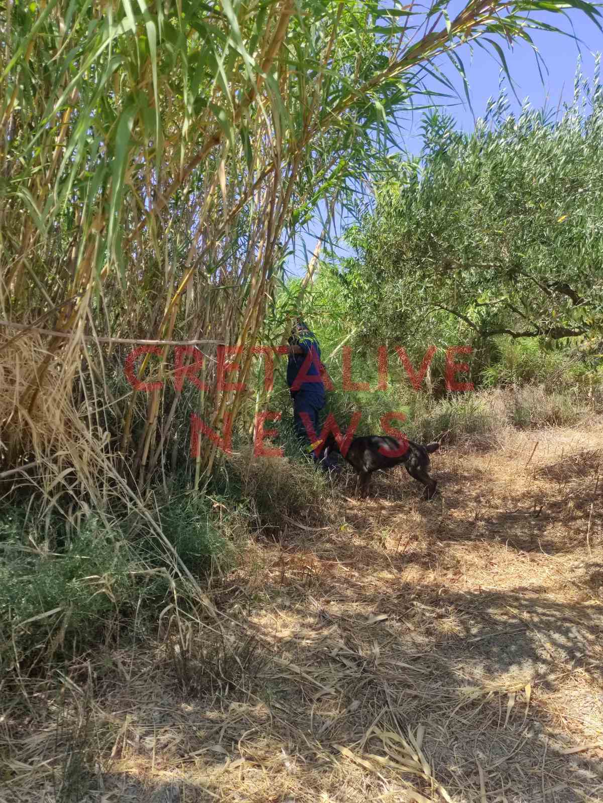 exafanisi armanogeia 1