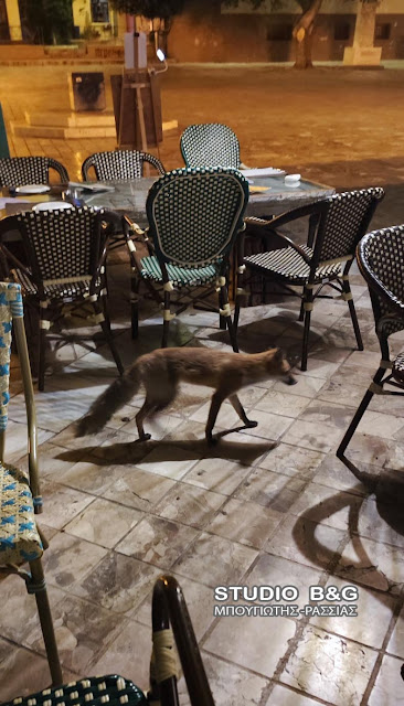 αλεπού καφετέριες σύνταγμα