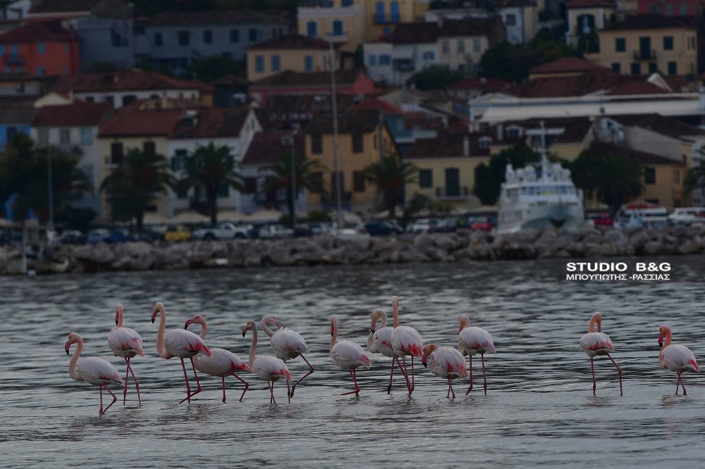 Φλαμίνγκο Ναύπλιο