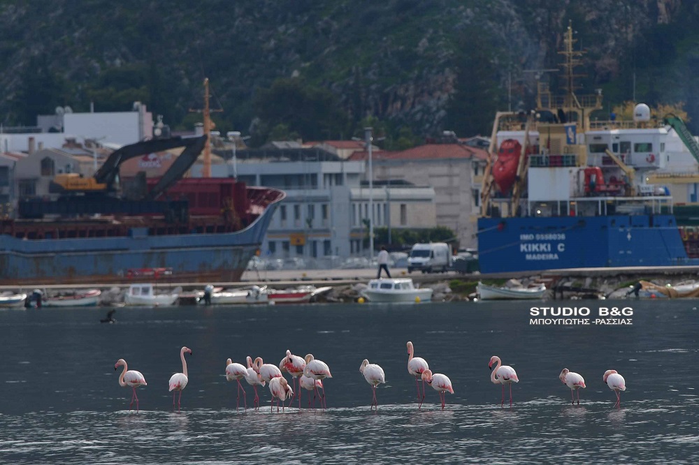 Φλαμίνγκο Ναύπλιο