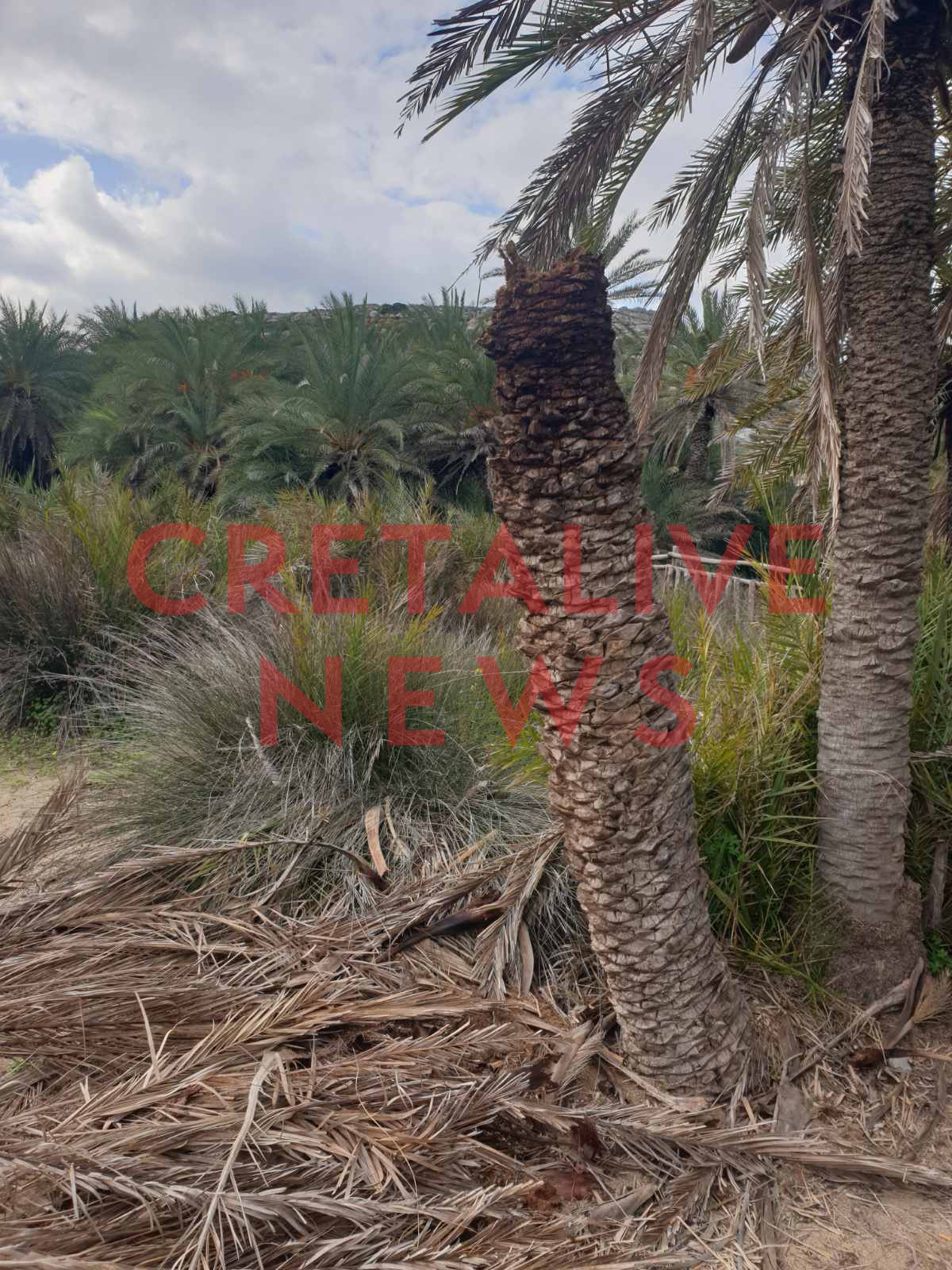 foinikodasos vai skathari 11