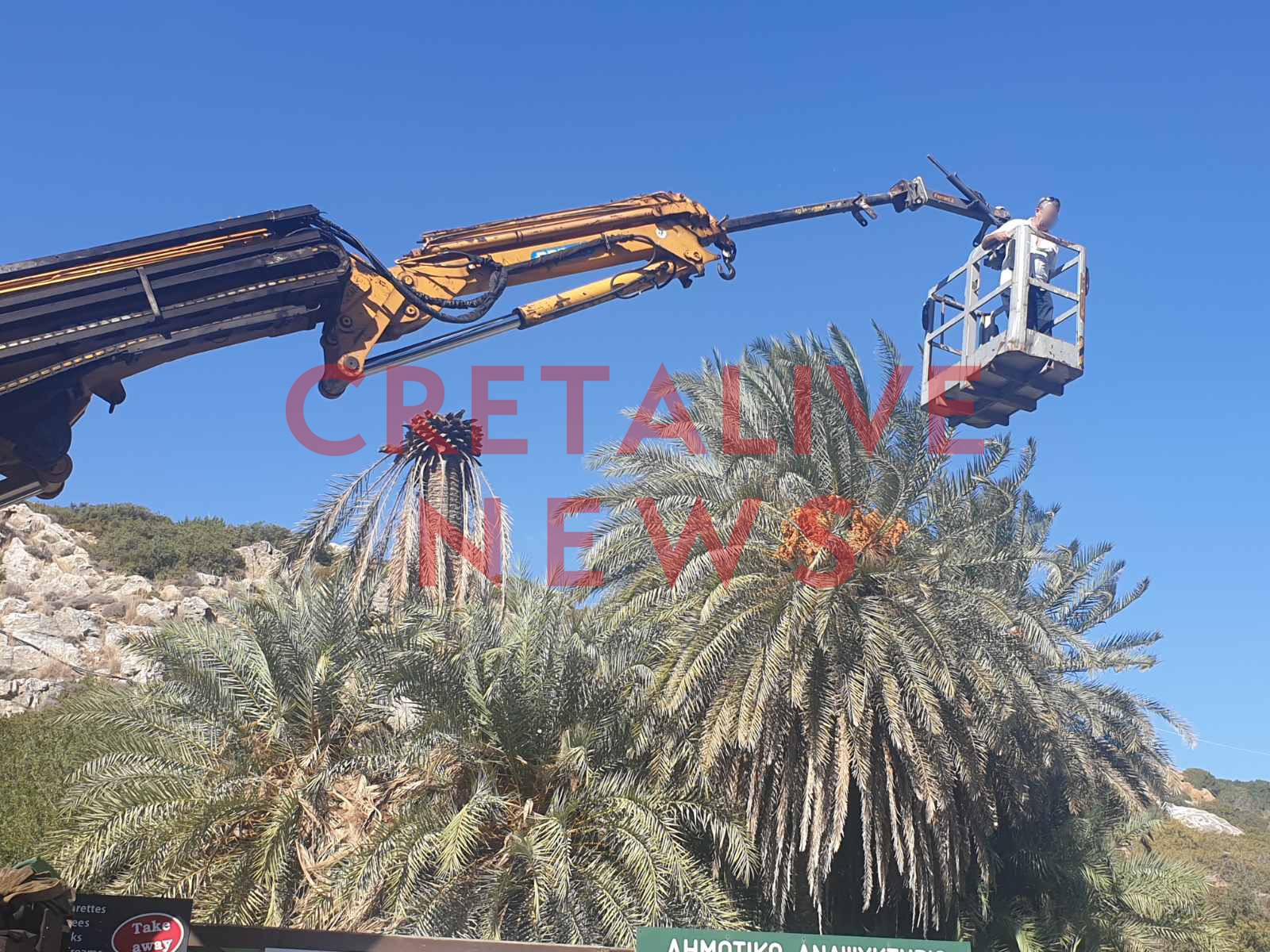 foinikodasos vai skathari2