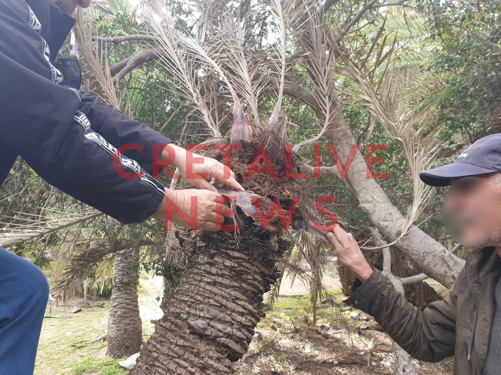 foinikodasos vai skathari5