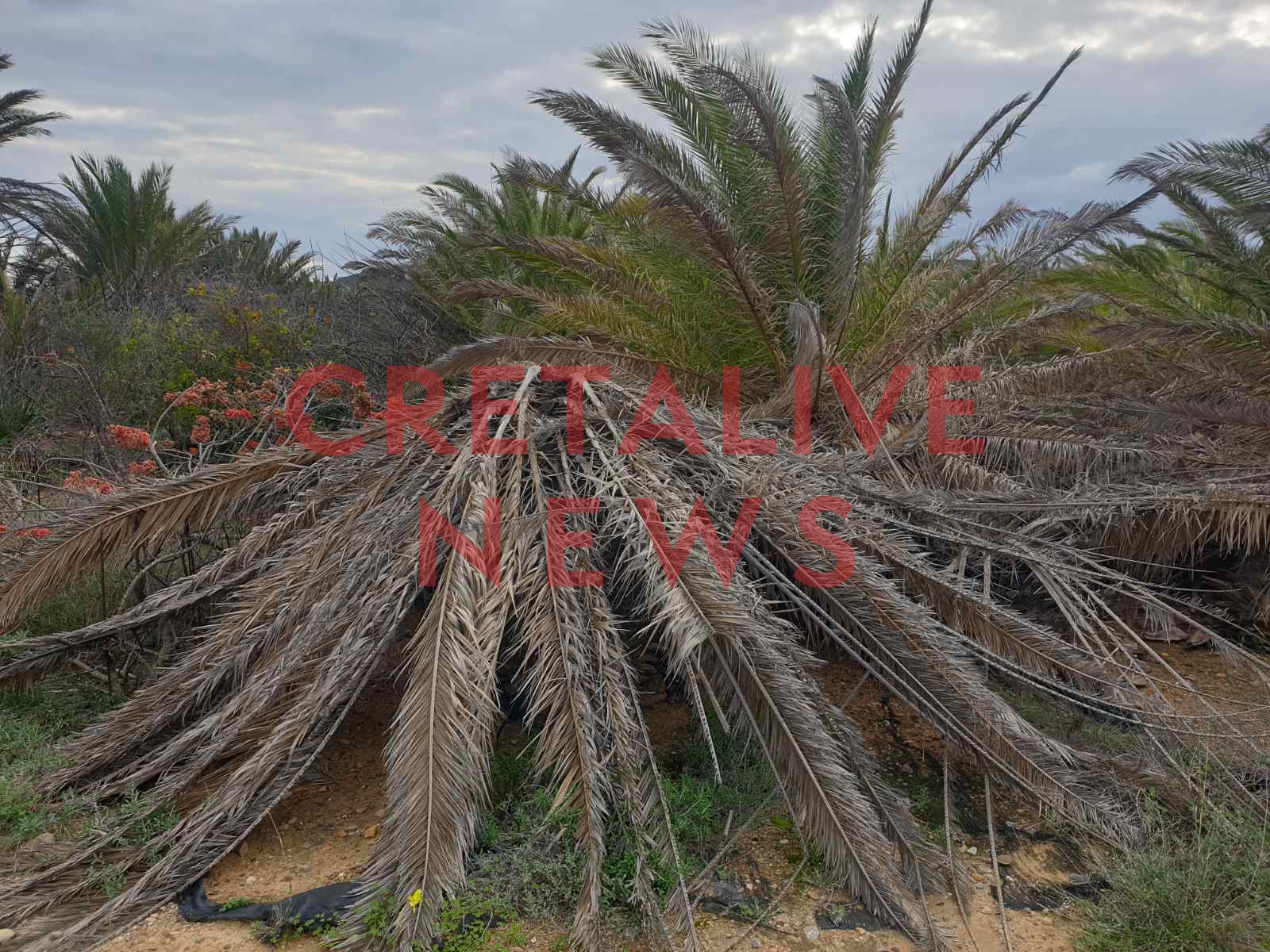 foinikodasos vai skathari7