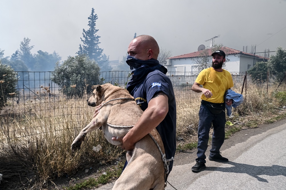 Πάρνηθα ζώα