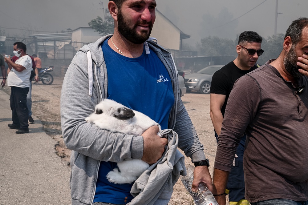 Πάρνηθα ζώα