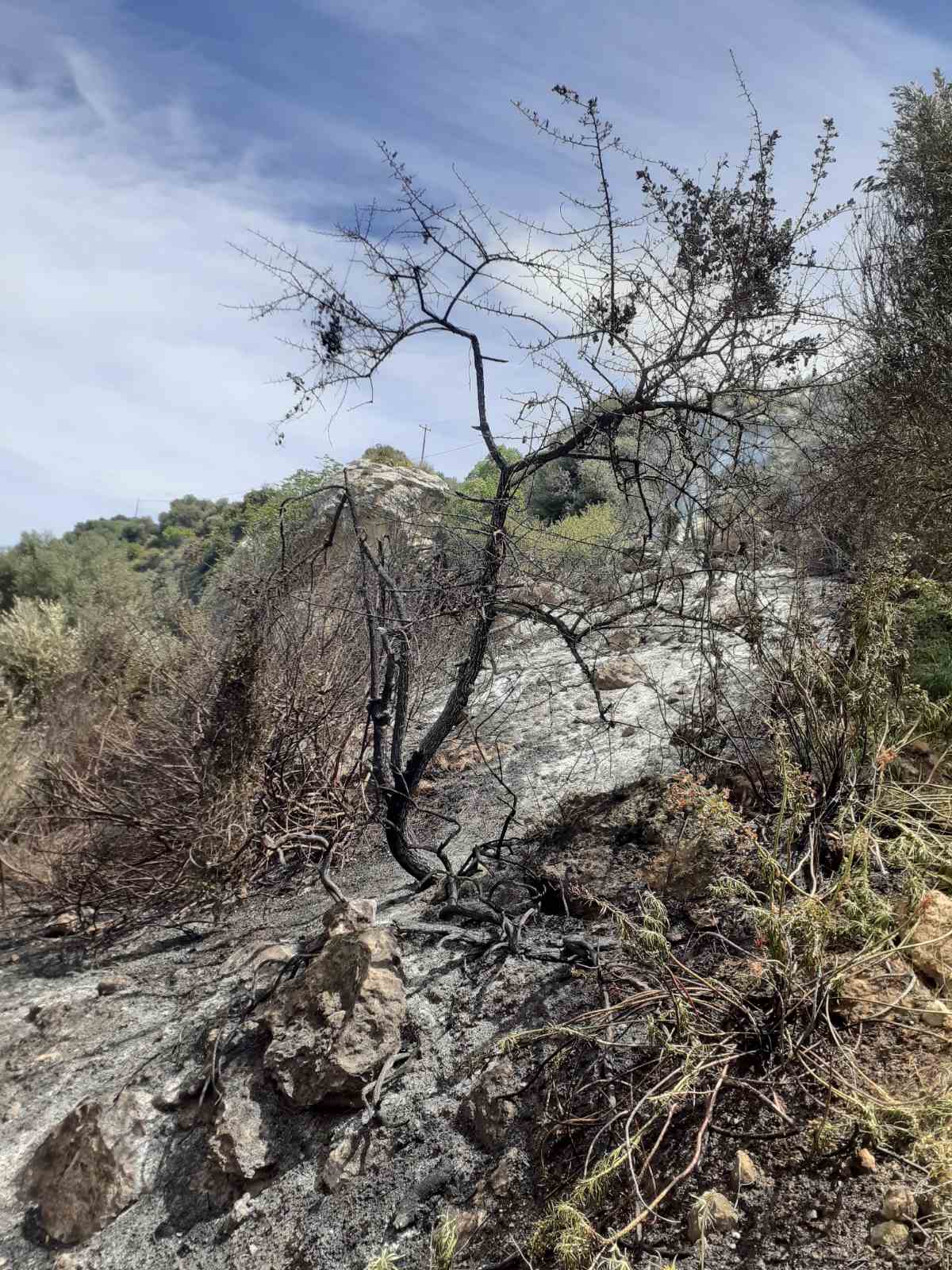 fotia profitis ilias3