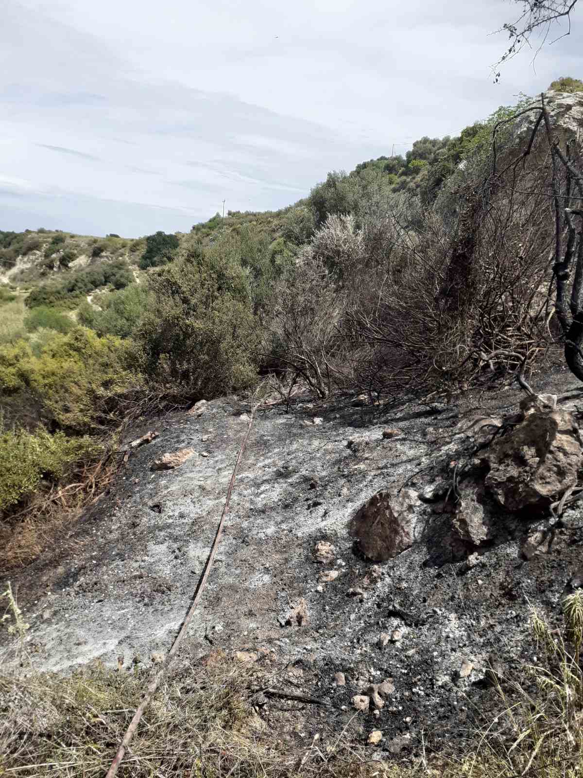 fotia profitis ilias4