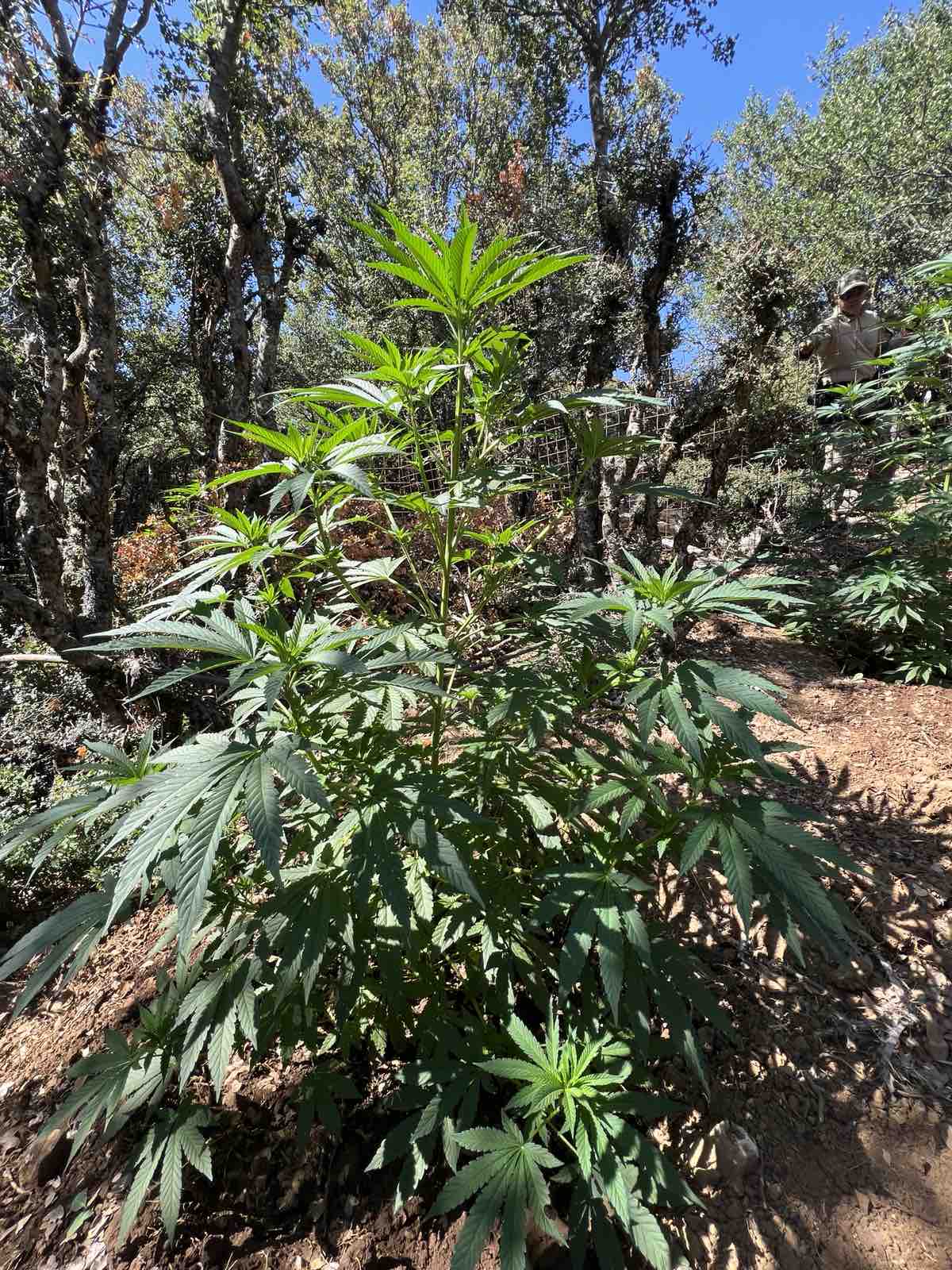 φυτεία Ανώγεια