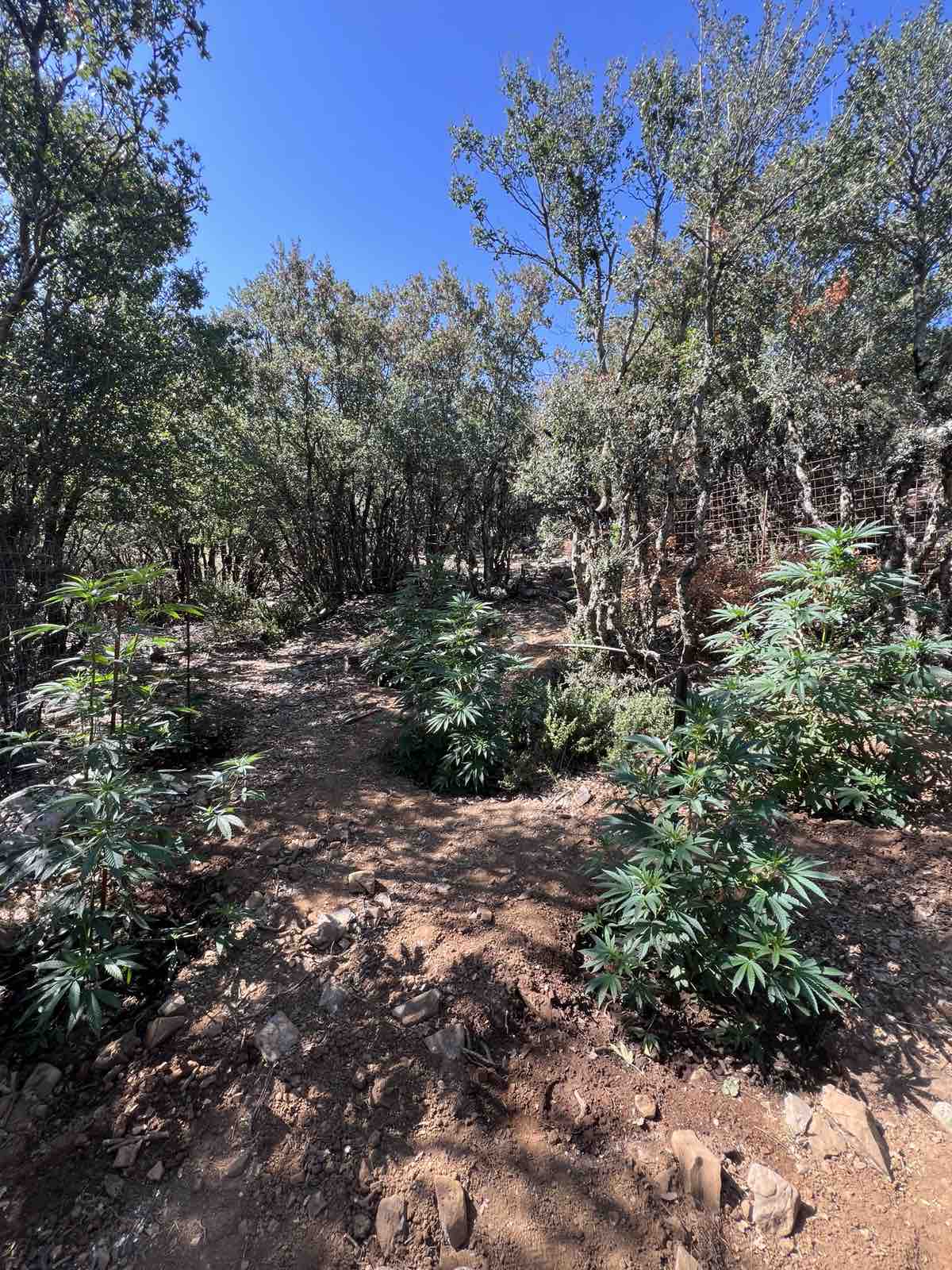 Φυτεία Ανώγεια