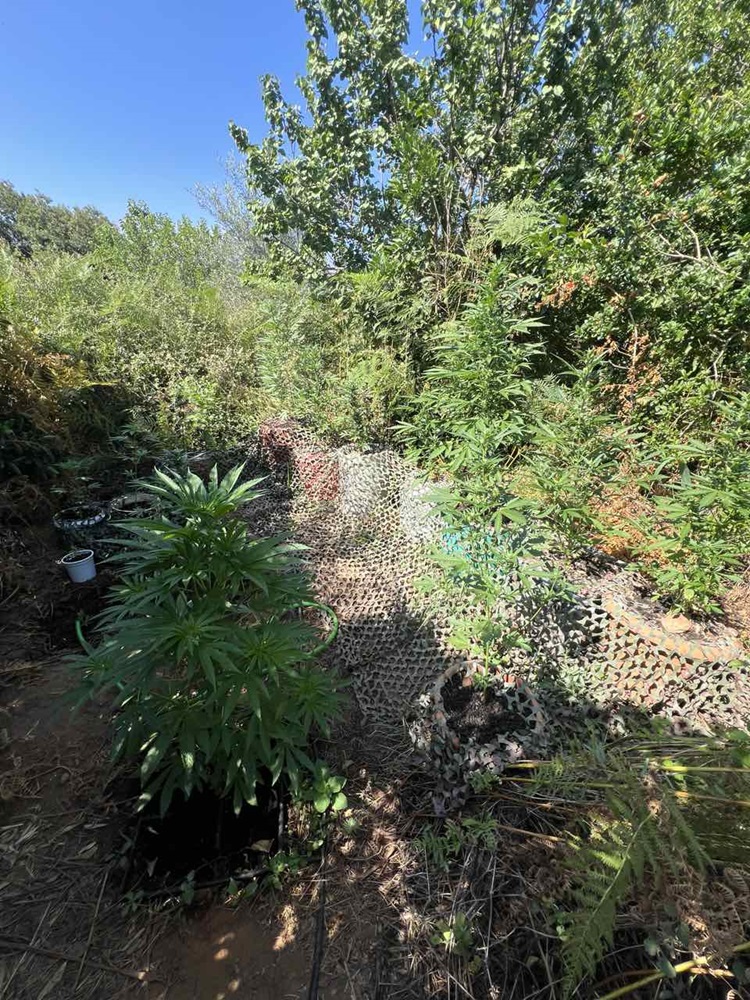 φυτεία Μυλοπόταμος