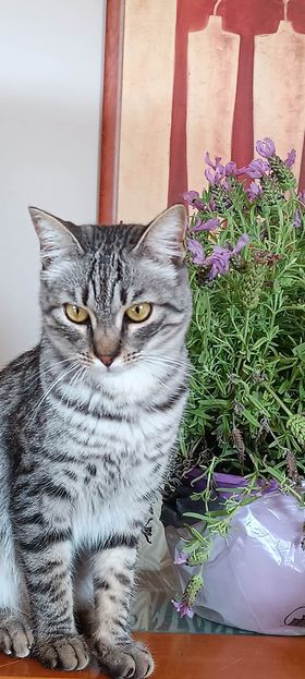 Γατάκι Κάσια εξαφάνιση