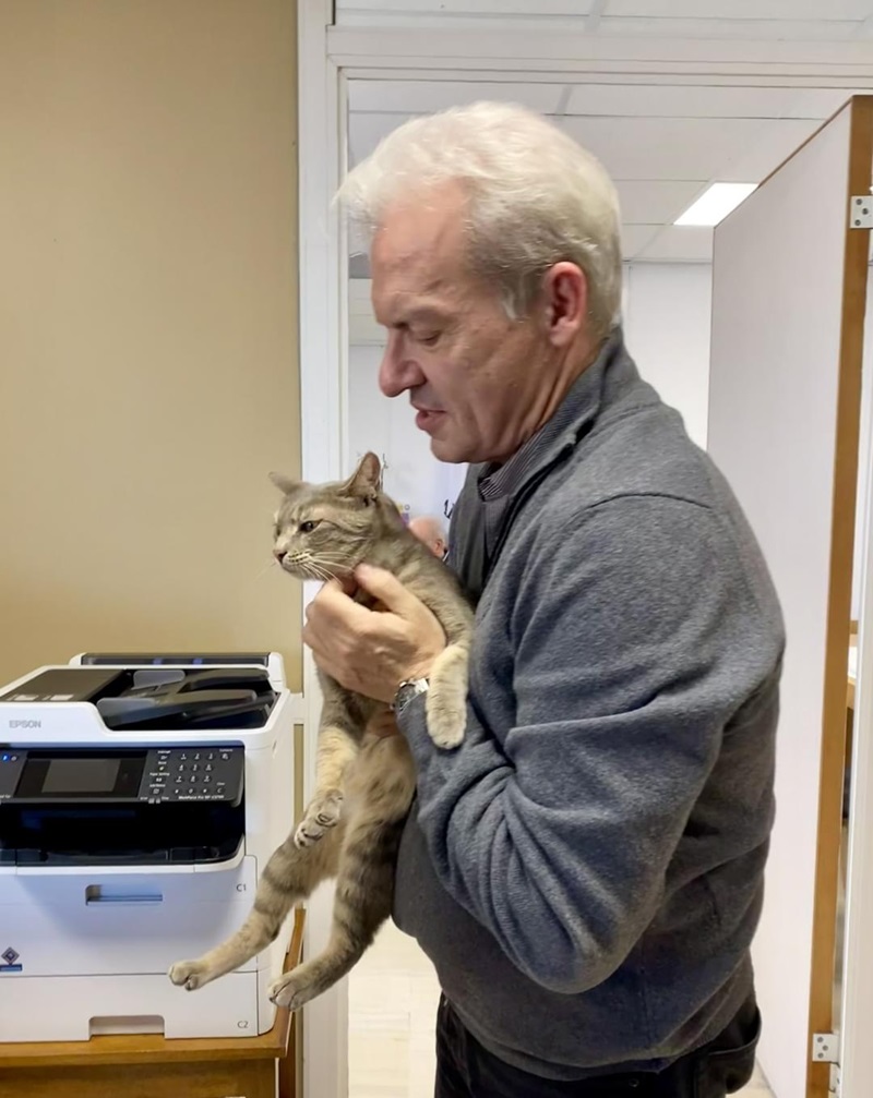 γατος καλοκαιρινός