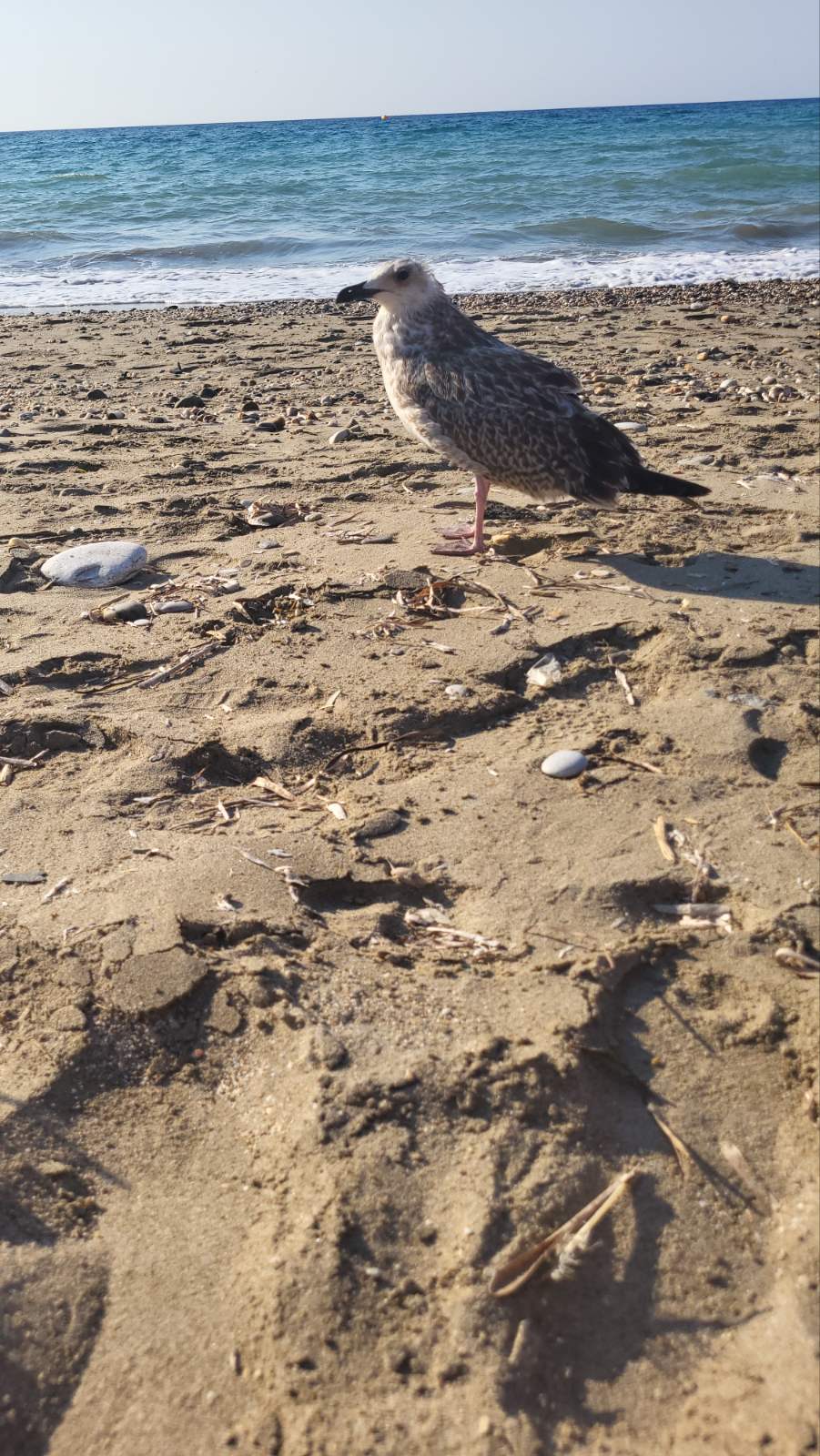 Γλάρος Φόδελε