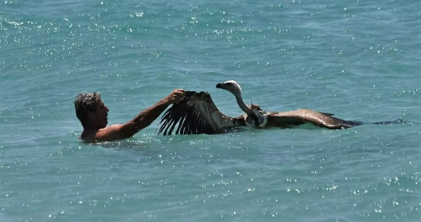 Γύπας διάσωση