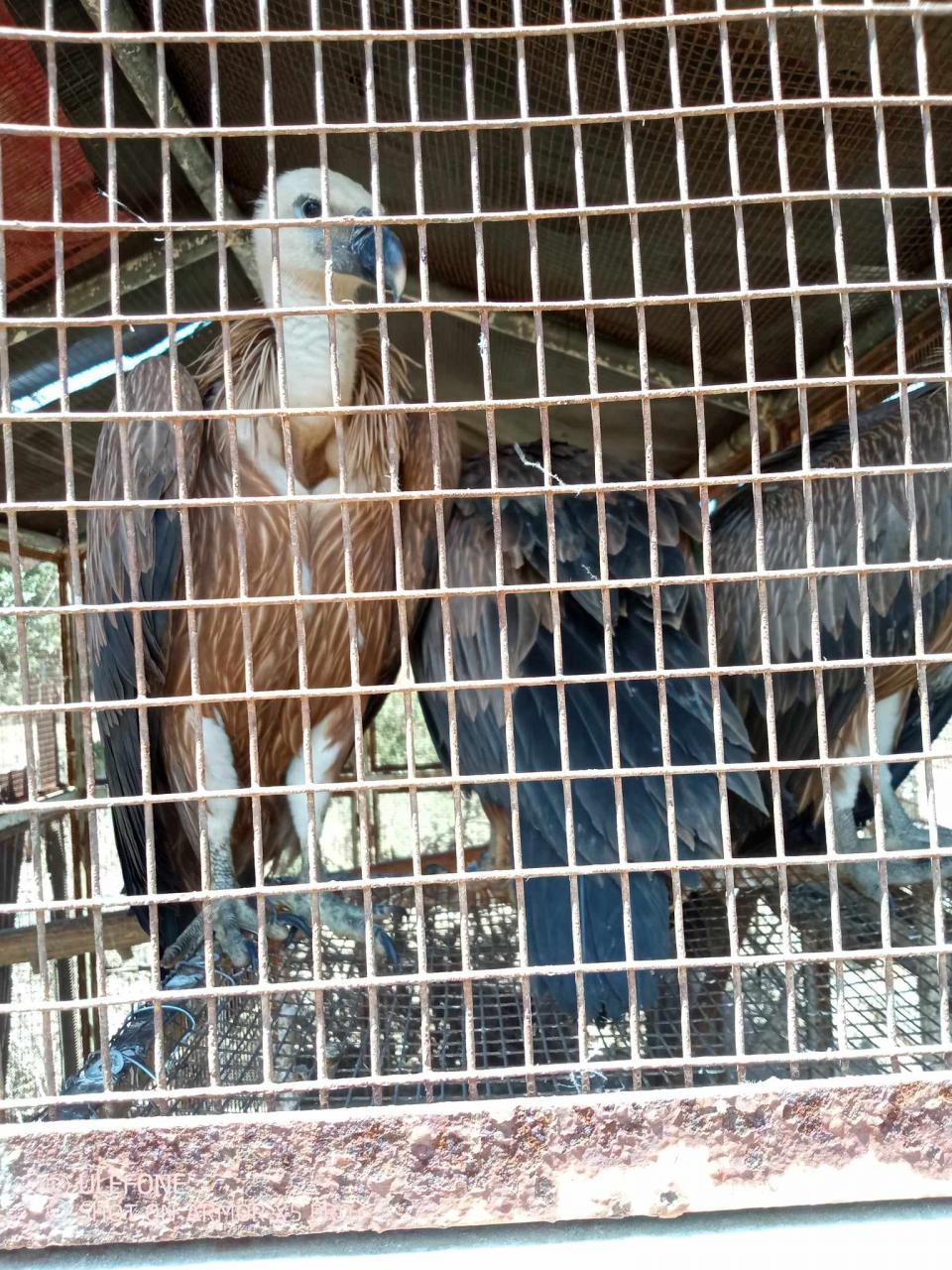 γύπες άγρια πτηνά ΑΝΙΜΑ