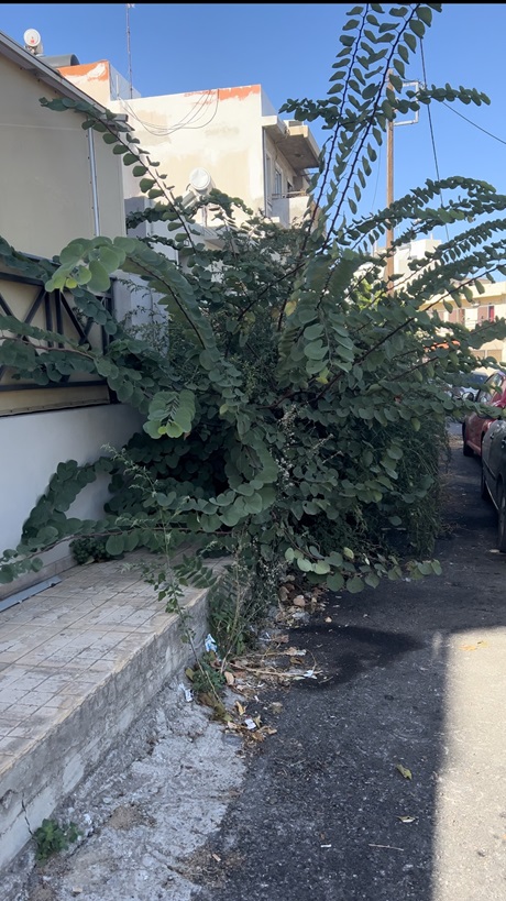 Ικάρου πρασινάδες