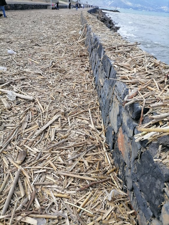 Καράβολας καλάμια