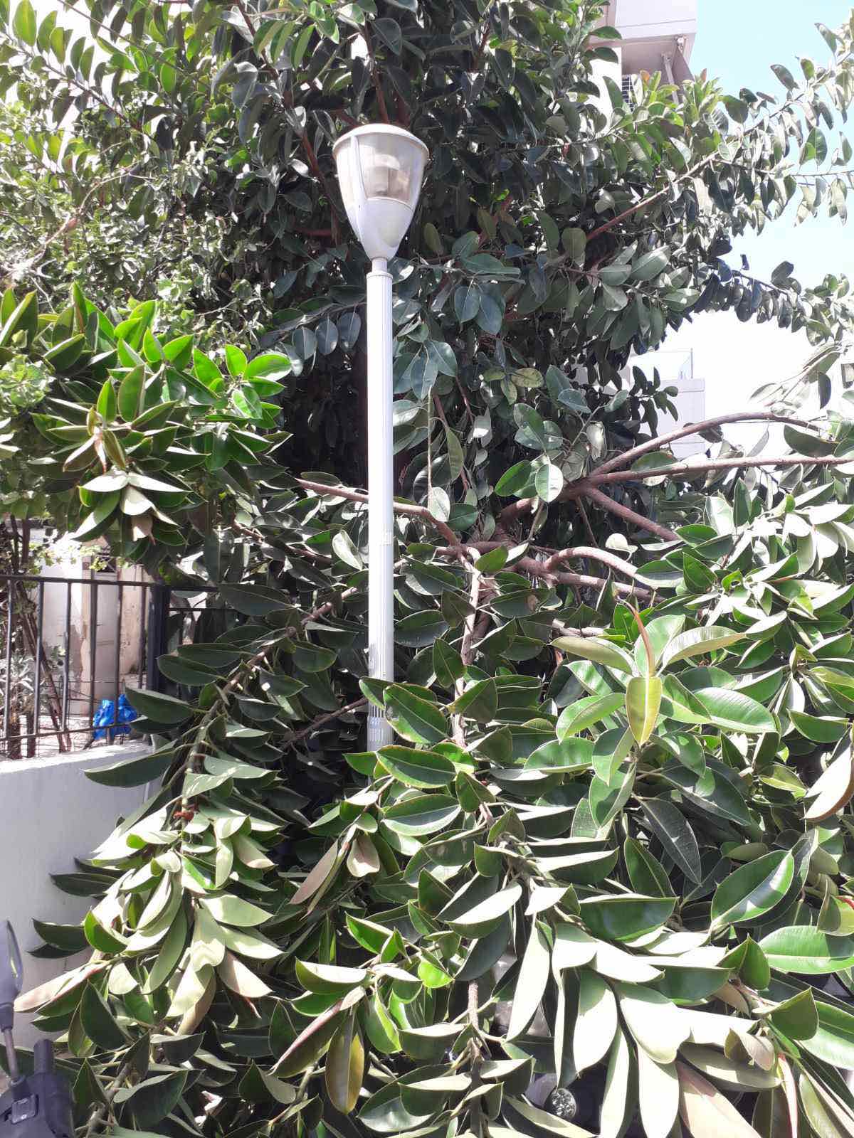 Κλαδί δέντρου Ακαδημίας