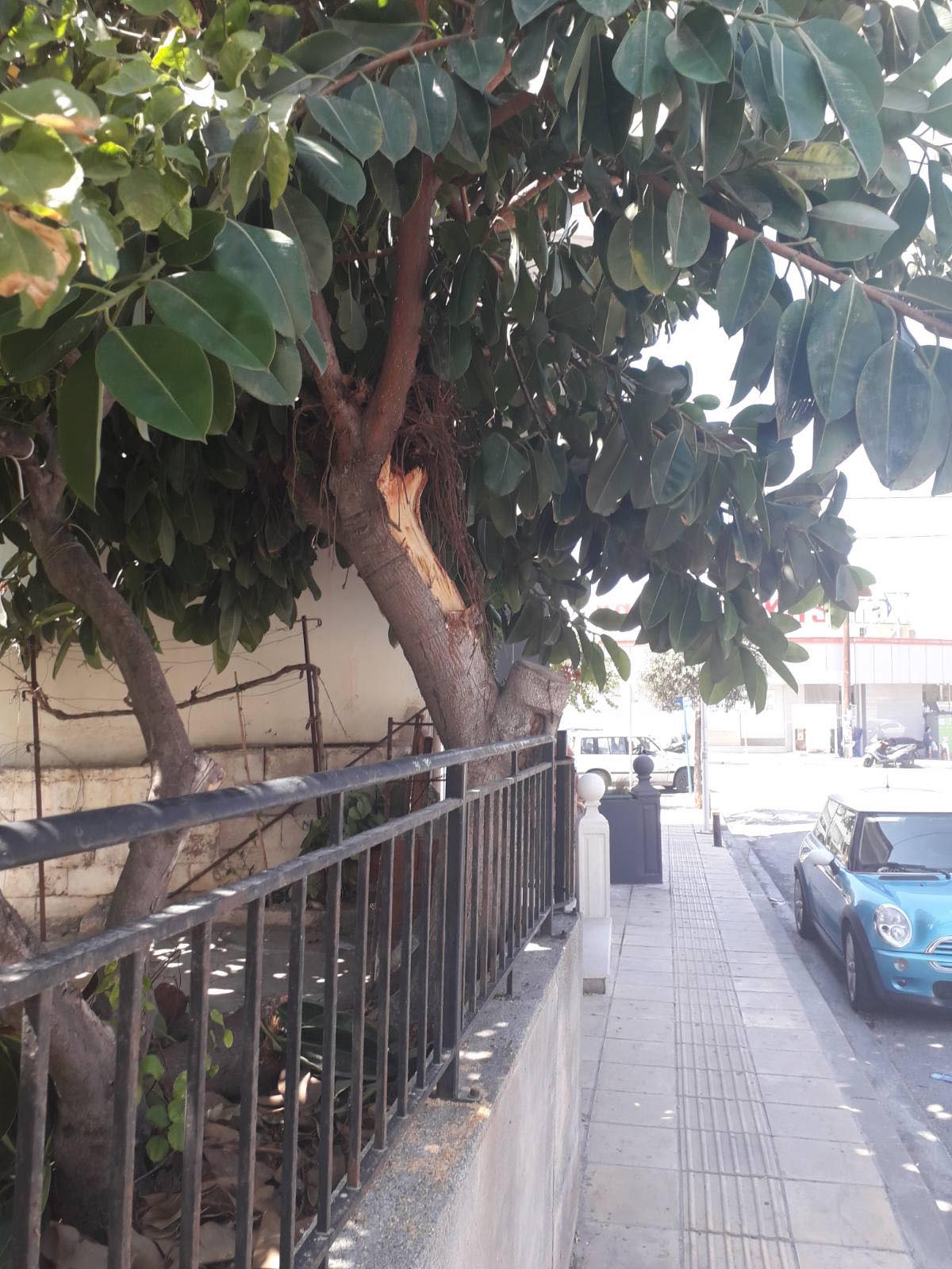 Κλαδί δέντρου Ακαδημίας