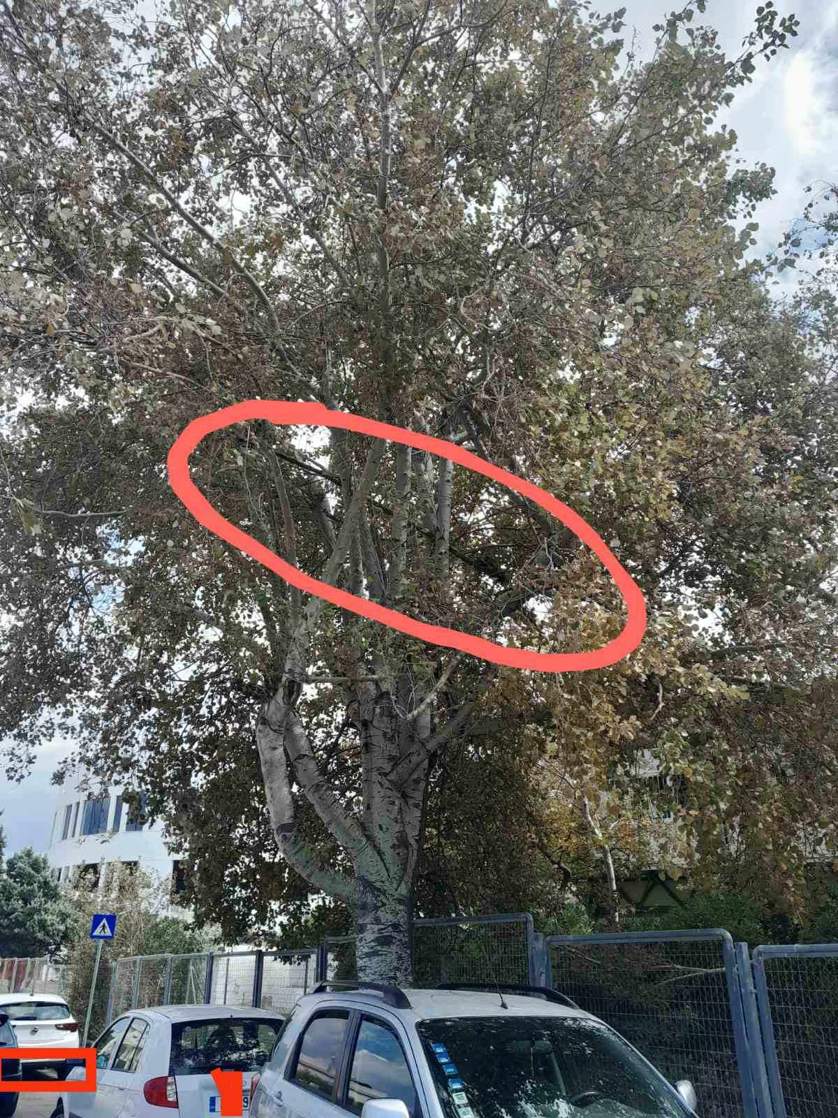 Το δέντρο που φωνάζει βοήθεια… 