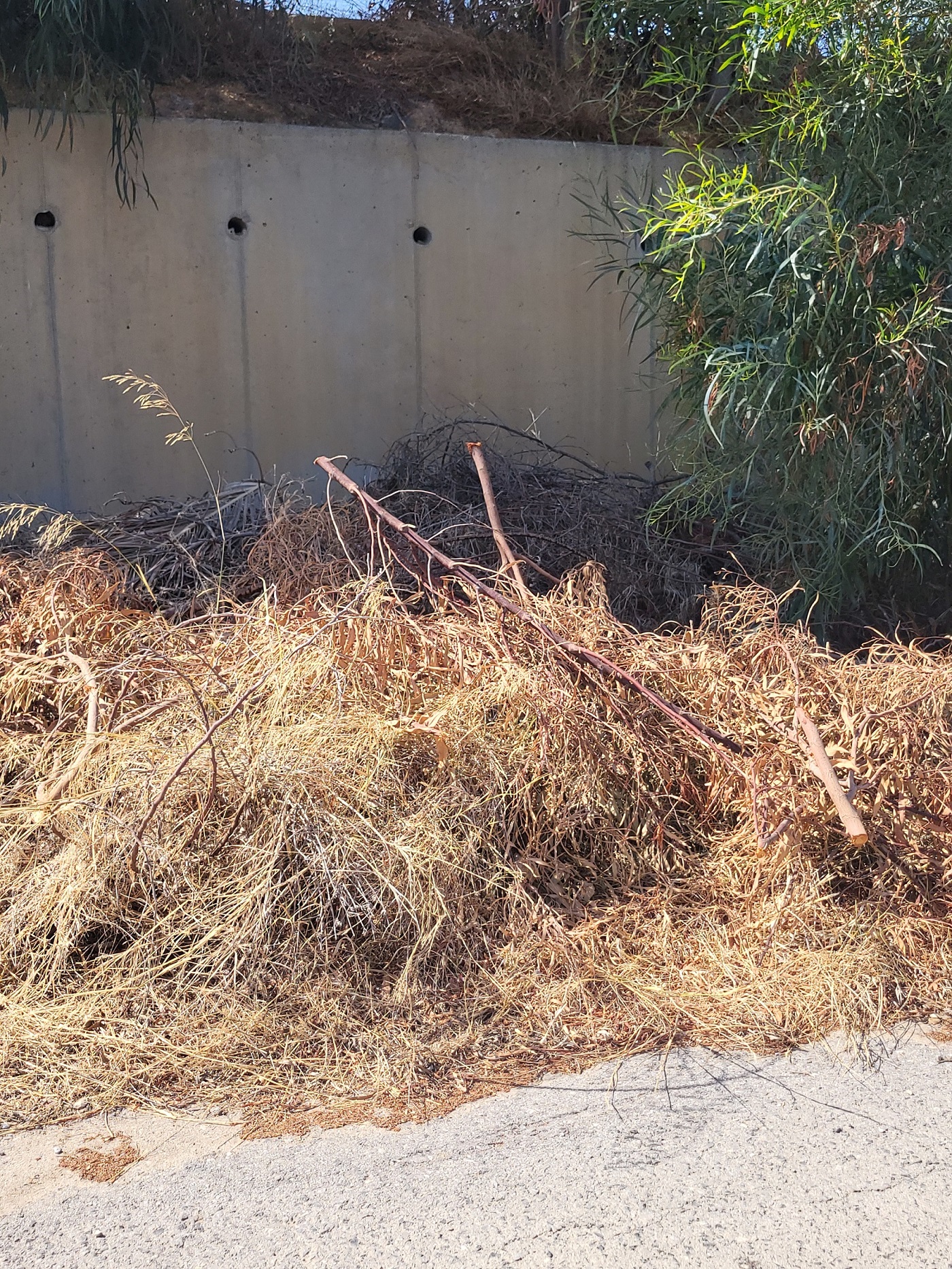 Ξερά κλαδιά