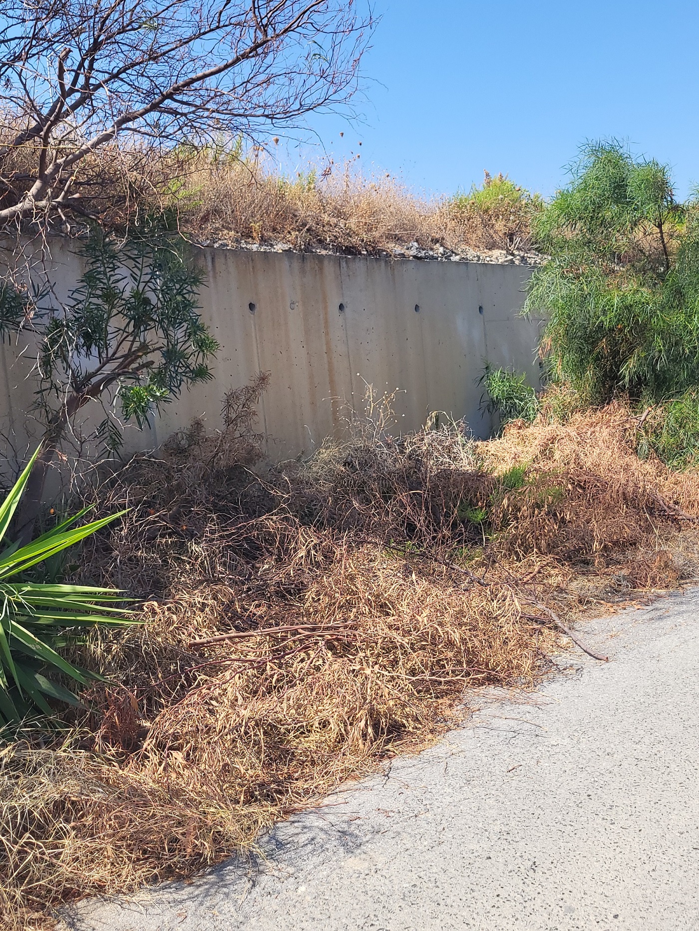 Ξερά κλαδιά