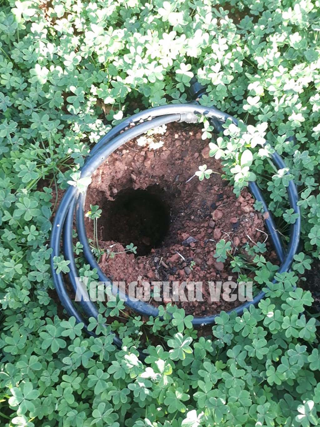 αβοκάντο -haniotika-nea.gr