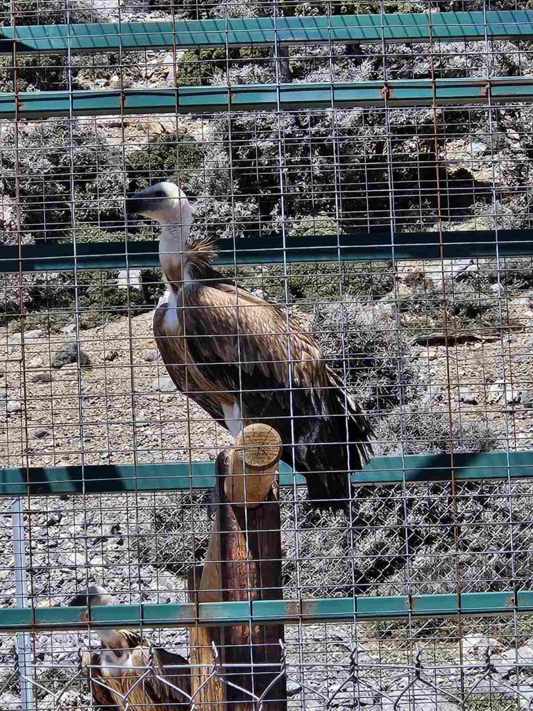 Επίσκεψη στον κλωβό φιλοξενίας και εγκλιματισμού γυπών και άλλων ειδών ορνιθοπανίδας στην θέση Αμπελάκια, στην Γέργερη Εξωτερικός