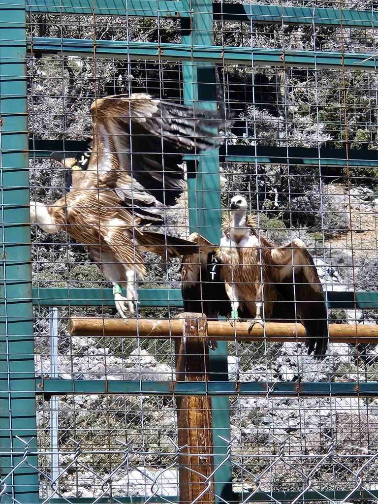 Επίσκεψη στον κλωβό φιλοξενίας και εγκλιματισμού γυπών και άλλων ειδών ορνιθοπανίδας στην θέση Αμπελάκια, στην Γέργερη Εξωτερικός