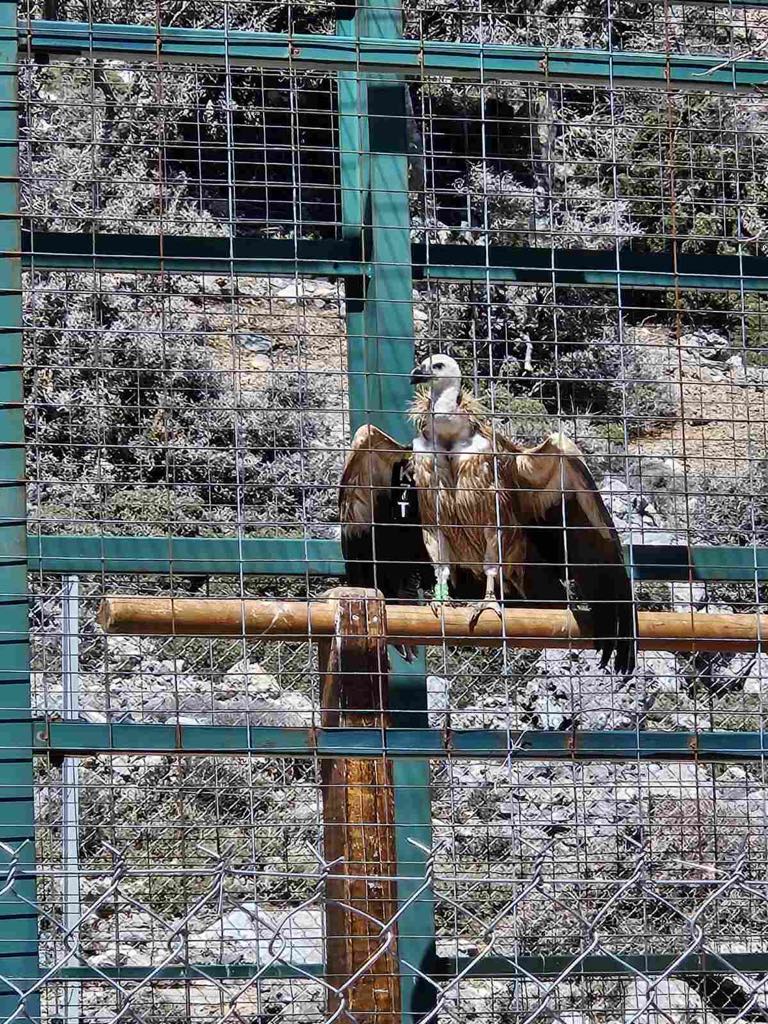 Επίσκεψη στον κλωβό φιλοξενίας και εγκλιματισμού γυπών και άλλων ειδών ορνιθοπανίδας στην θέση Αμπελάκια, στην Γέργερη Εξωτερικός